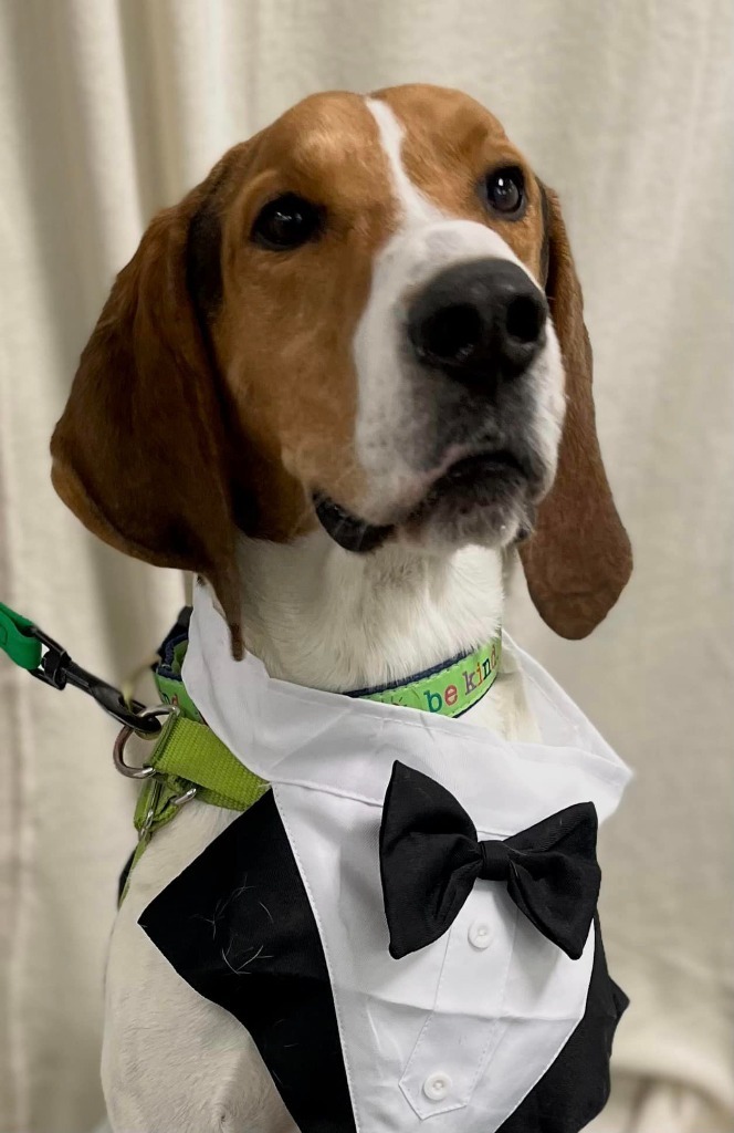 Goose, an adoptable Hound in Hamilton, OH, 45013 | Photo Image 1