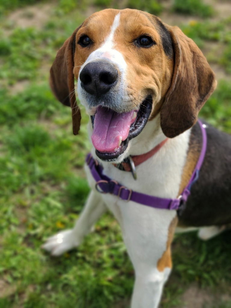 Goose, an adoptable Hound in Hamilton, OH, 45013 | Photo Image 2