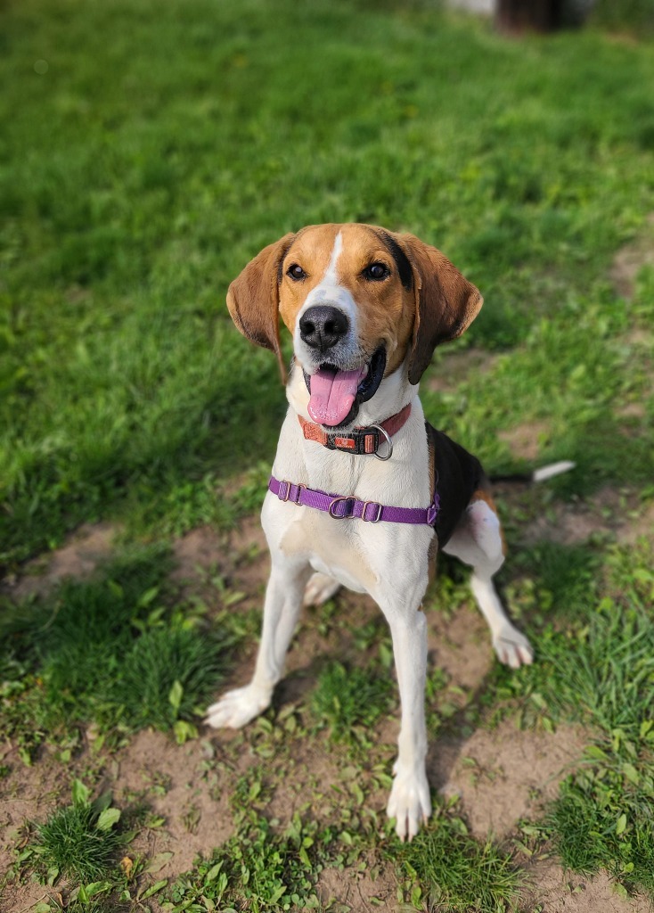 Goose, an adoptable Hound in Hamilton, OH, 45013 | Photo Image 3