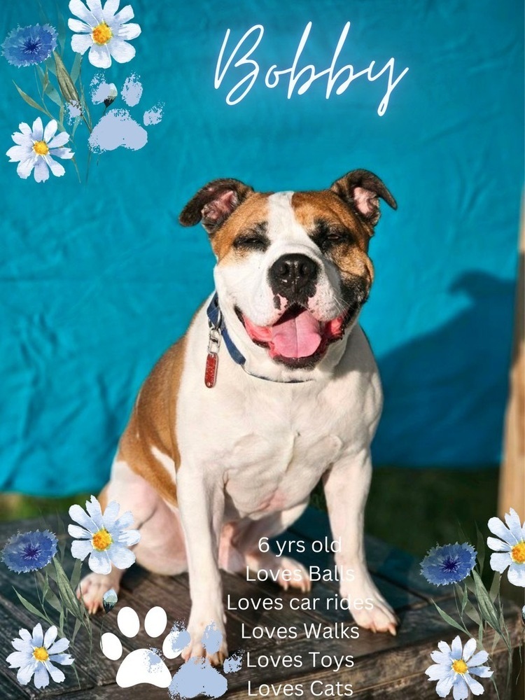 Bobby, an adoptable American Bulldog, Mixed Breed in Xenia, OH, 45385 | Photo Image 1