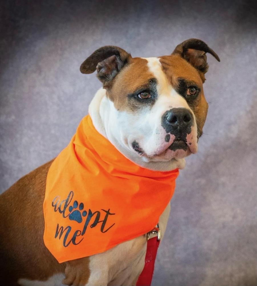 Bobby, an adoptable American Bulldog, Pit Bull Terrier in Xenia, OH, 45385 | Photo Image 2