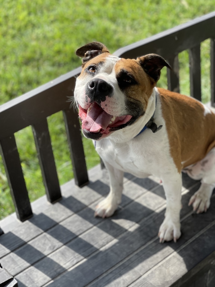 Bobby, an adoptable American Bulldog, Mixed Breed in Xenia, OH, 45385 | Photo Image 2