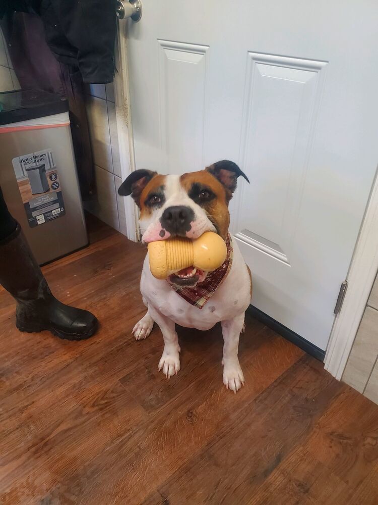 Bobby, an adoptable English Bulldog, Mixed Breed in Xenia, OH, 45385 | Photo Image 3