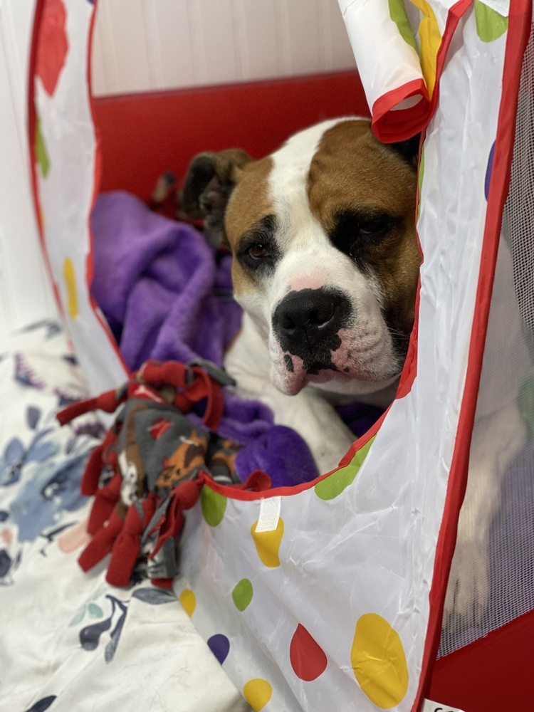 Bobby, an adoptable American Bulldog, Mixed Breed in Xenia, OH, 45385 | Photo Image 4