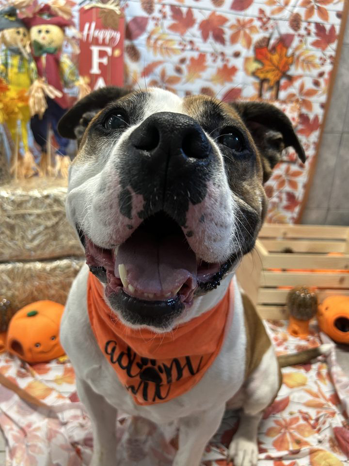 Bobby, an adoptable American Bulldog, Pit Bull Terrier in Xenia, OH, 45385 | Photo Image 5