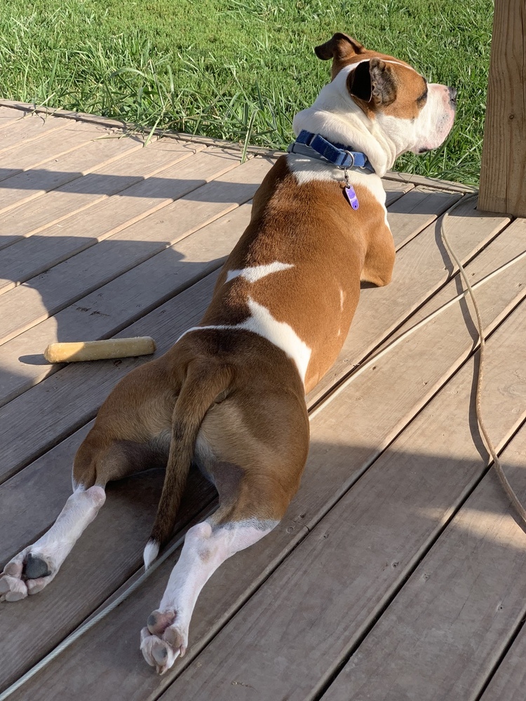 Bobby, an adoptable American Bulldog, Pit Bull Terrier in Xenia, OH, 45385 | Photo Image 6