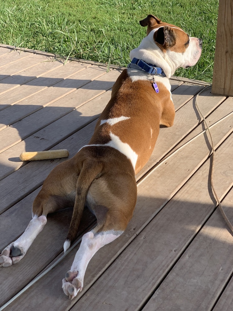 Bobby, an adoptable English Bulldog, Mixed Breed in Xenia, OH, 45385 | Photo Image 6