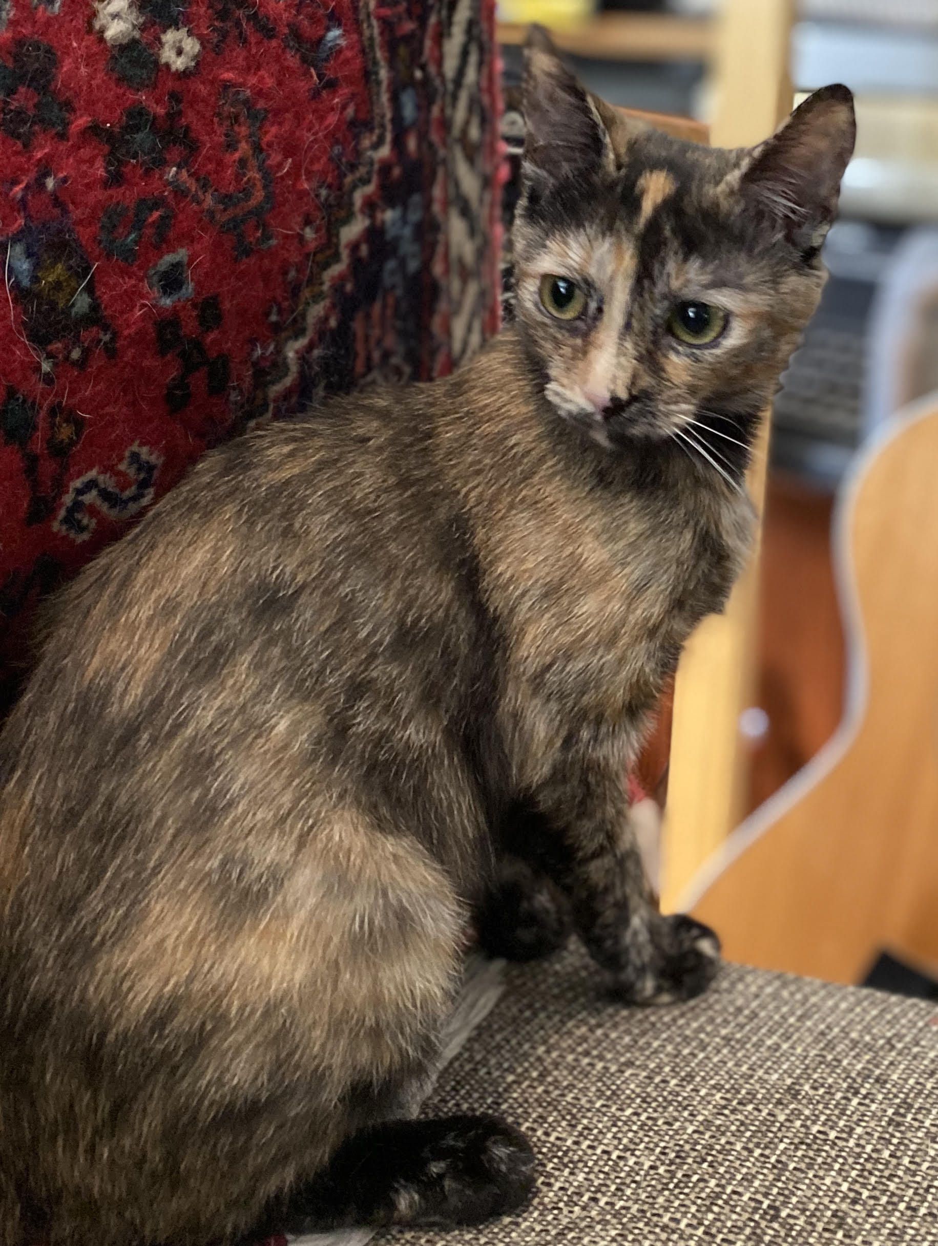 Monkey, an adoptable Tortoiseshell in Fort Worth, TX, 76107 | Photo Image 1