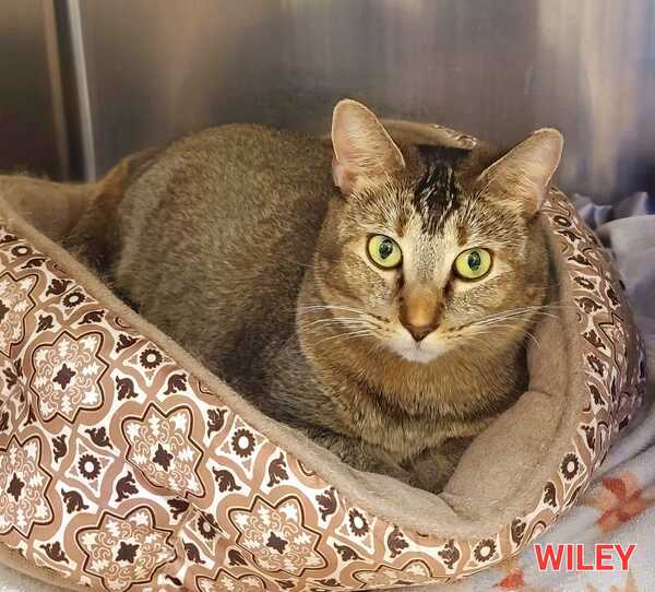 Wiley, an adoptable Domestic Short Hair Mix in Oak Ridge, TN_image-1
