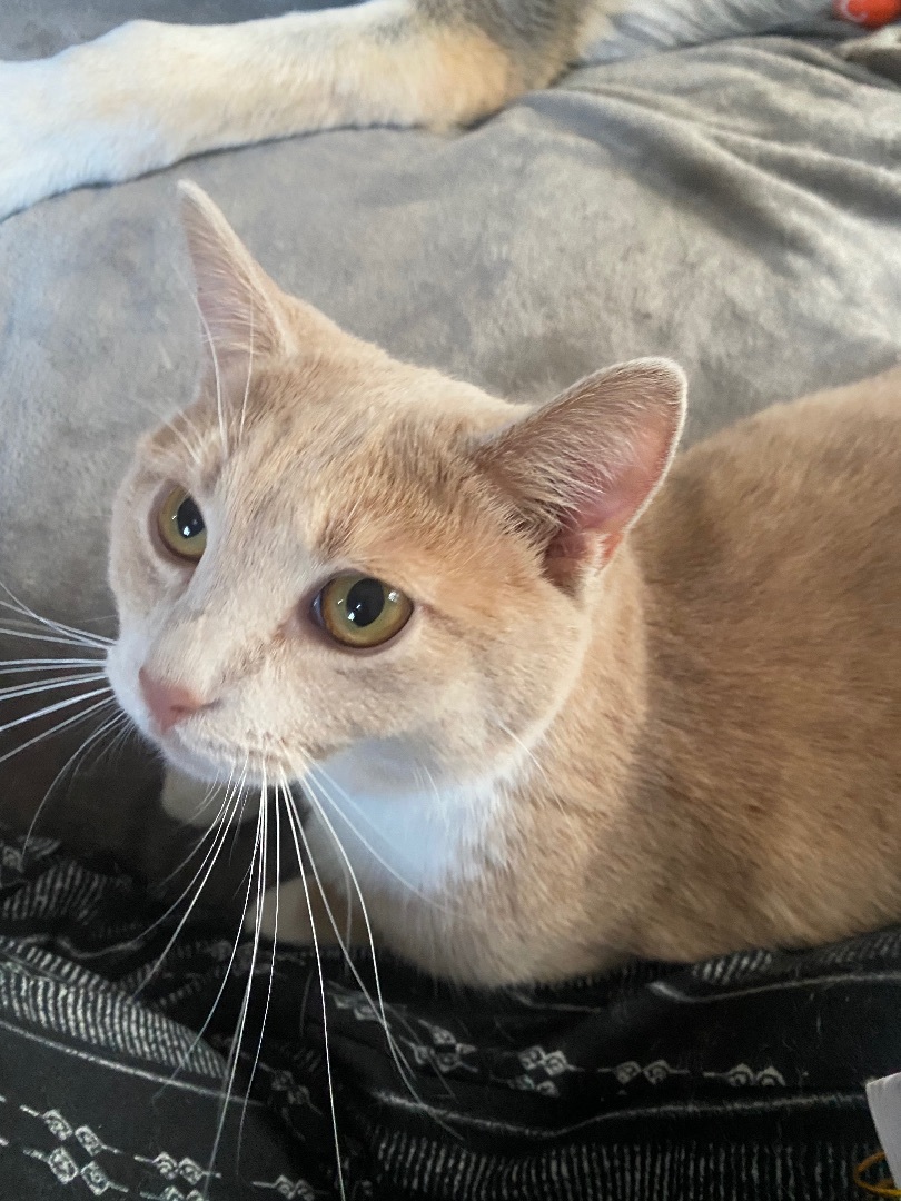 Pierogi, an adoptable Domestic Short Hair in Dayton, OH, 45410 | Photo Image 1