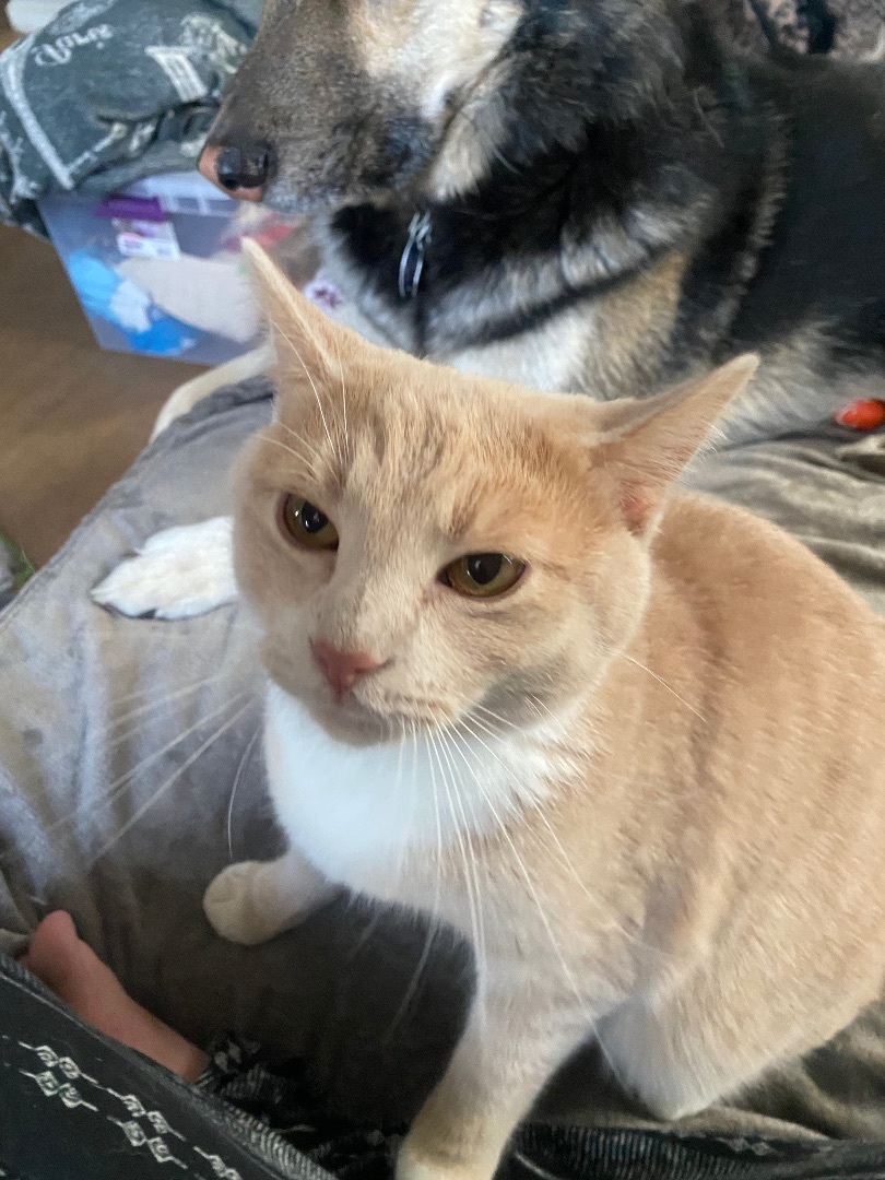 Pierogi, an adoptable Domestic Short Hair in Dayton, OH, 45410 | Photo Image 2