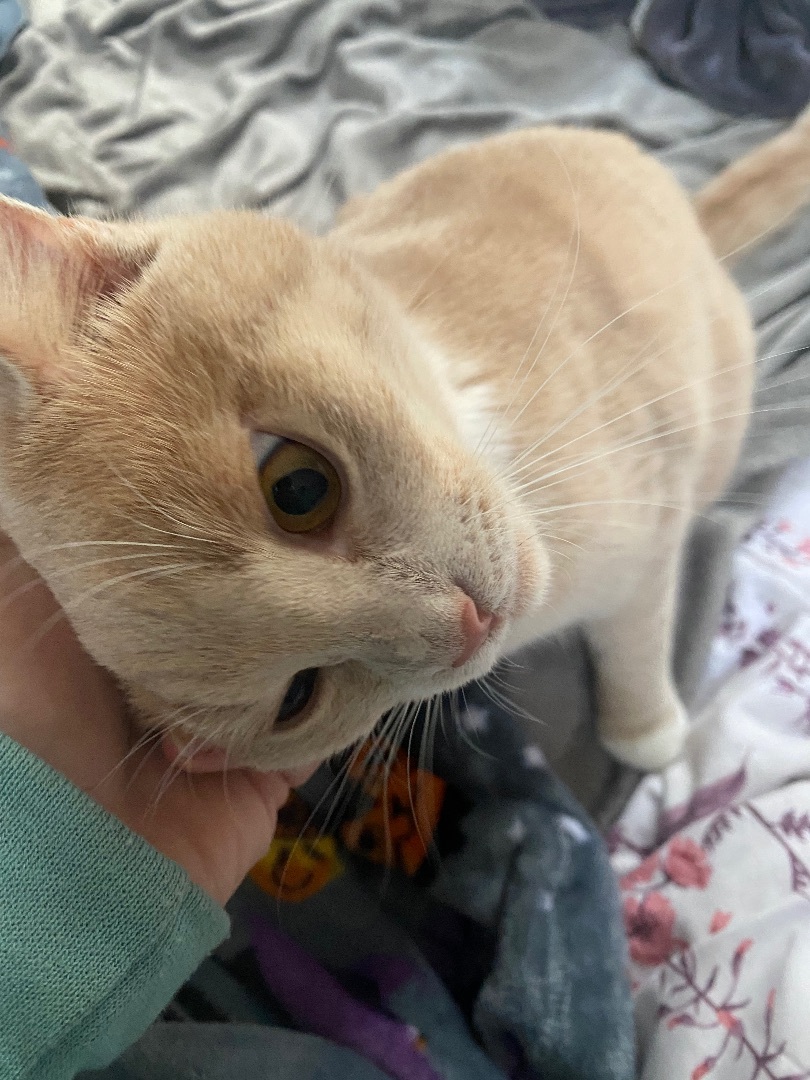 Pierogi, an adoptable Domestic Short Hair in Dayton, OH, 45410 | Photo Image 3