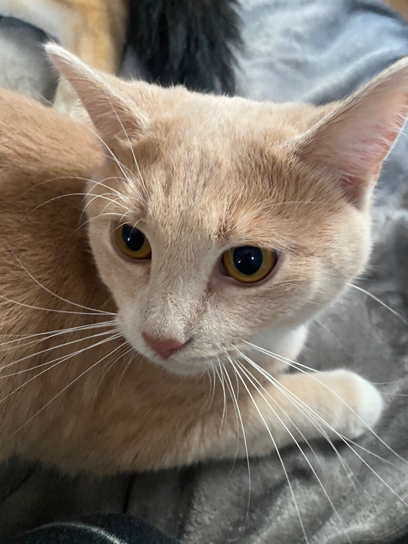 Pierogi, an adoptable Domestic Short Hair in Dayton, OH, 45410 | Photo Image 4