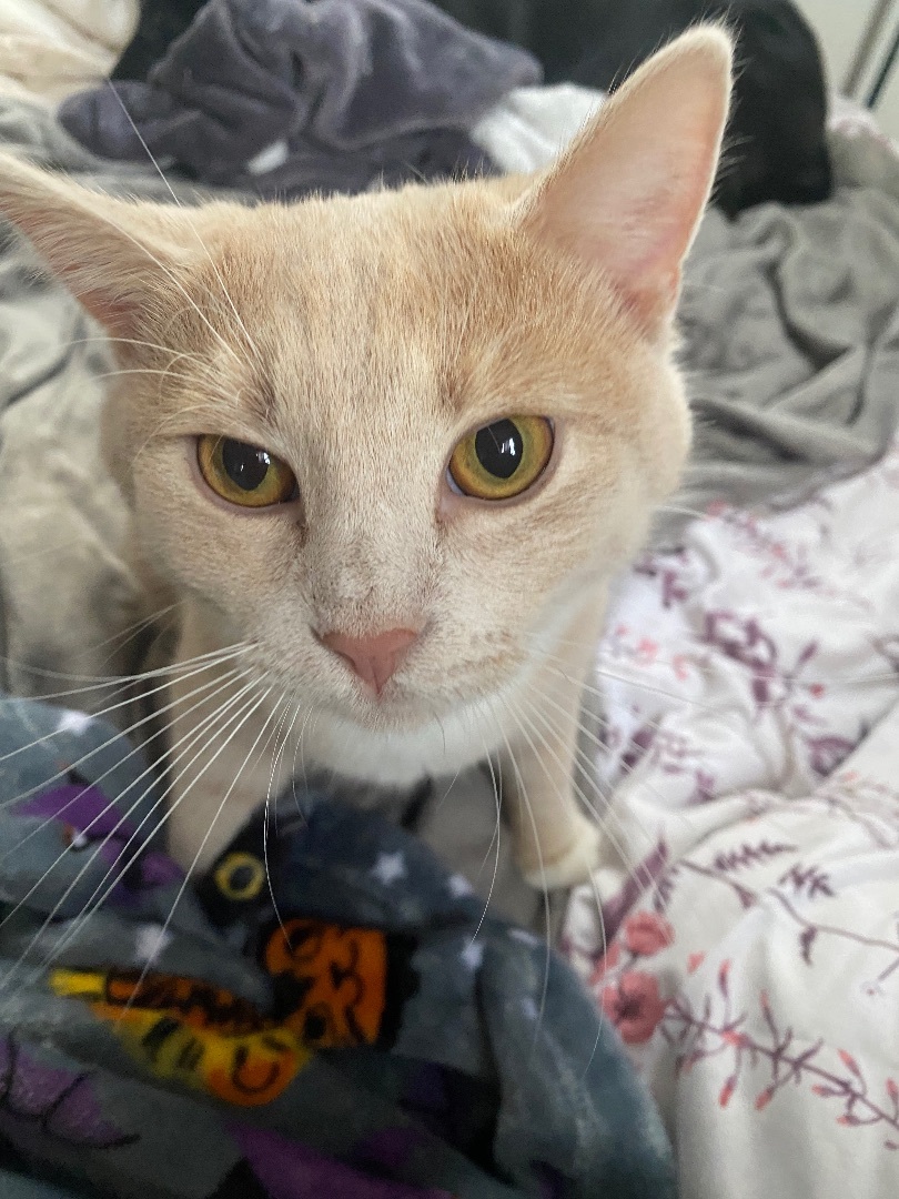 Pierogi, an adoptable Domestic Short Hair in Dayton, OH, 45410 | Photo Image 5