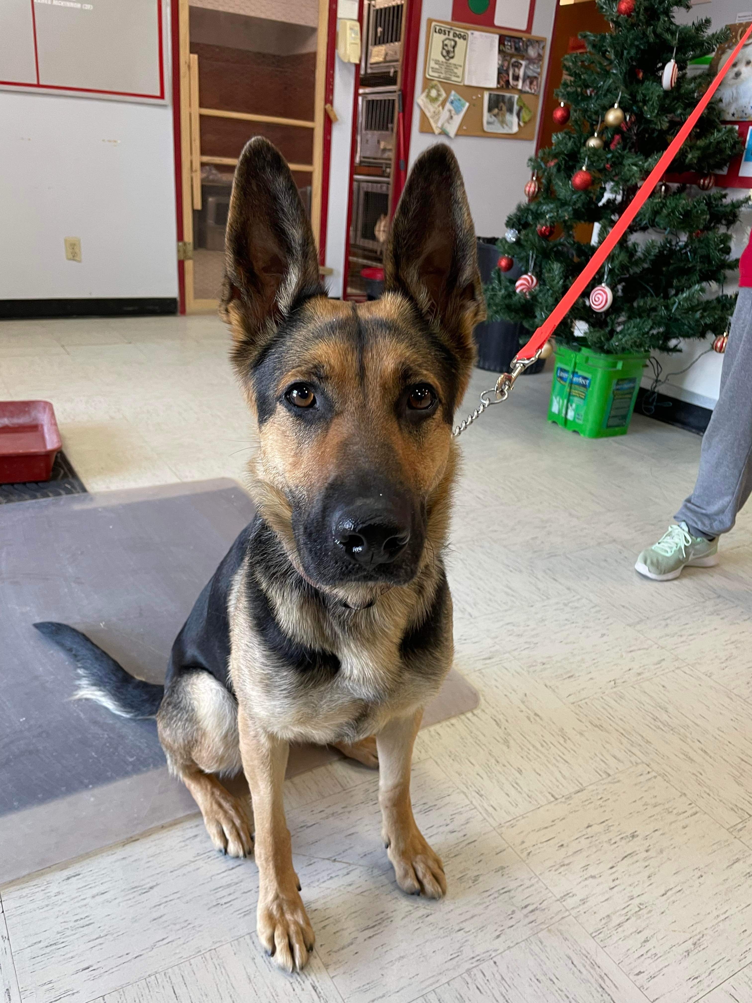Karma, an adoptable German Shepherd Dog in Humboldt , SK, S0K 2A0 | Photo Image 2