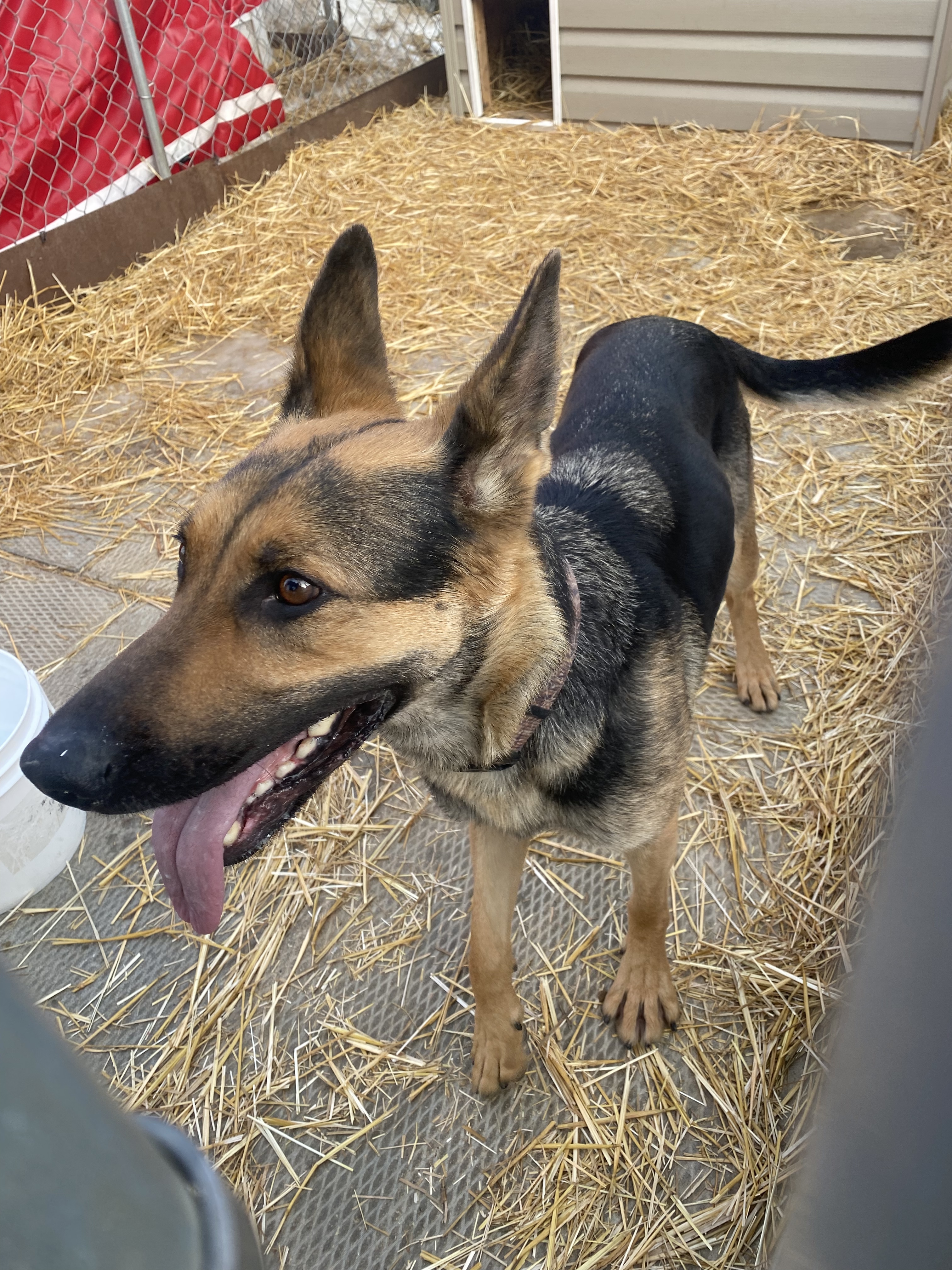 Karma, an adoptable German Shepherd Dog in Humboldt , SK, S0K 2A0 | Photo Image 1