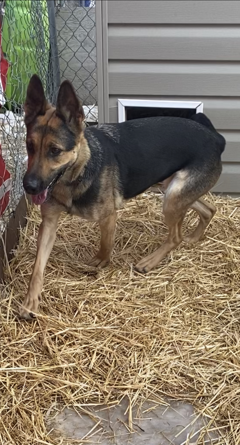 Karma, an adoptable German Shepherd Dog in Humboldt , SK, S0K 2A0 | Photo Image 3