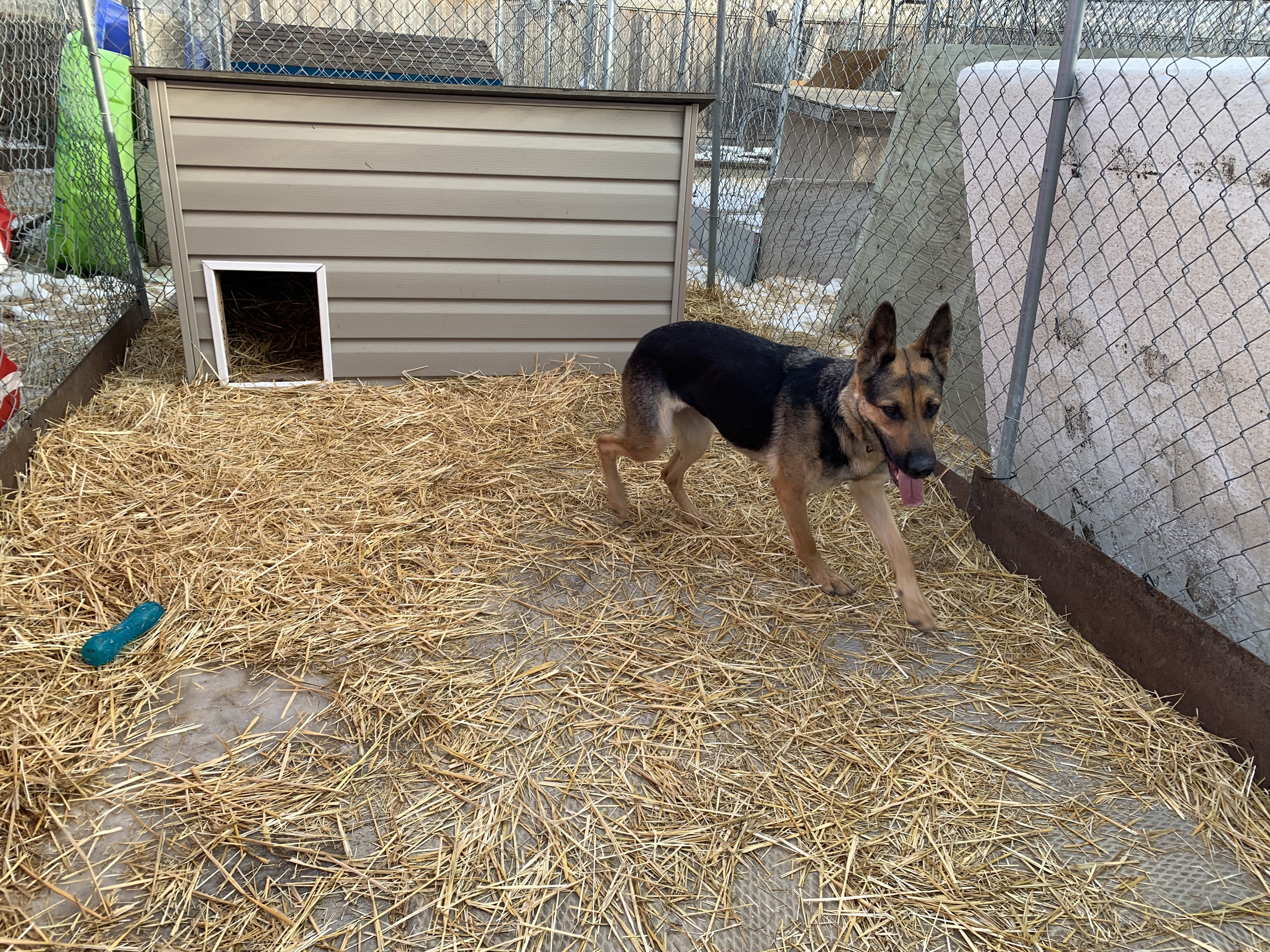 Karma, an adoptable German Shepherd Dog in Humboldt , SK, S0K 2A0 | Photo Image 4