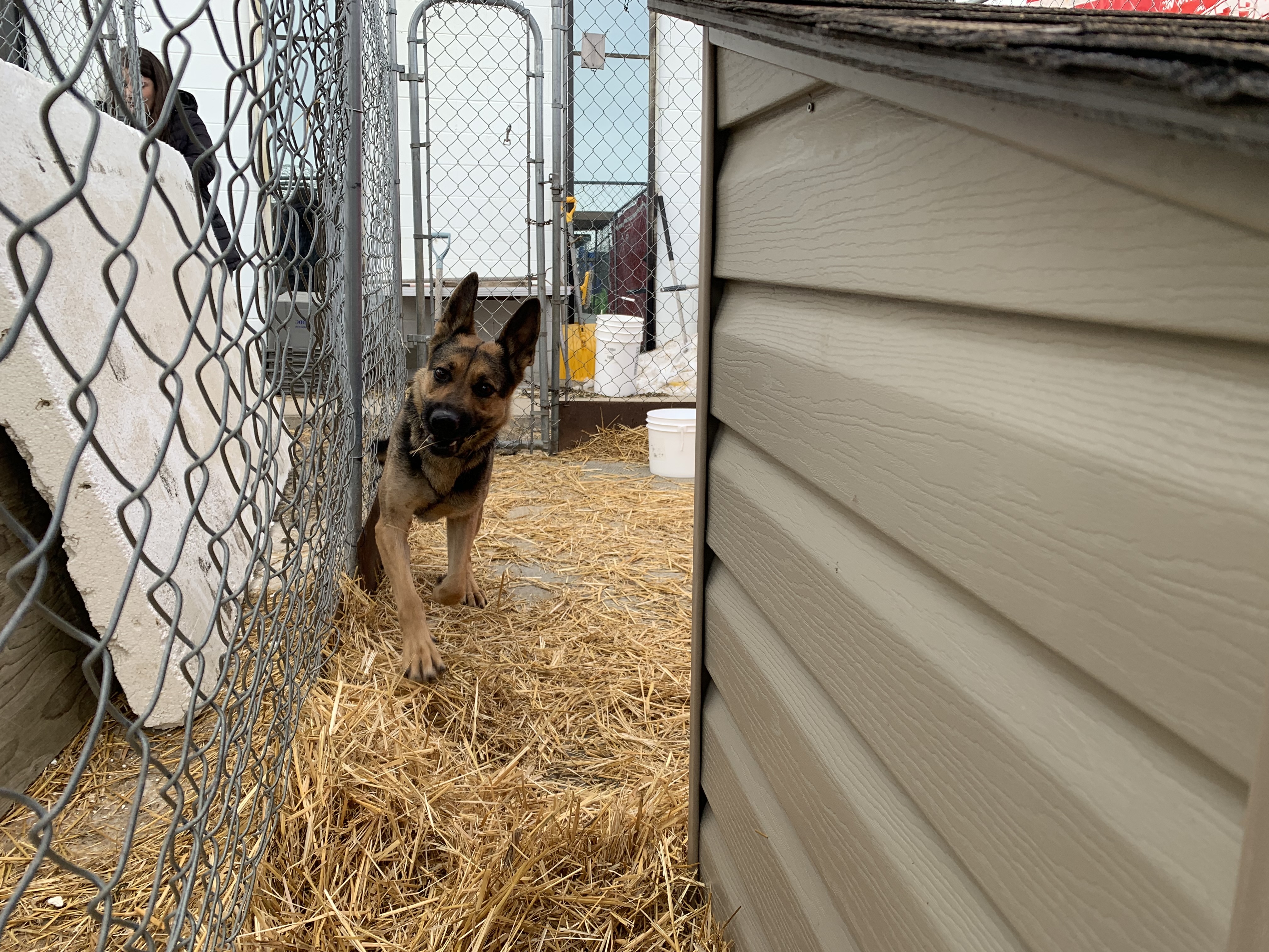 Karma, an adoptable German Shepherd Dog in Humboldt , SK, S0K 2A0 | Photo Image 5