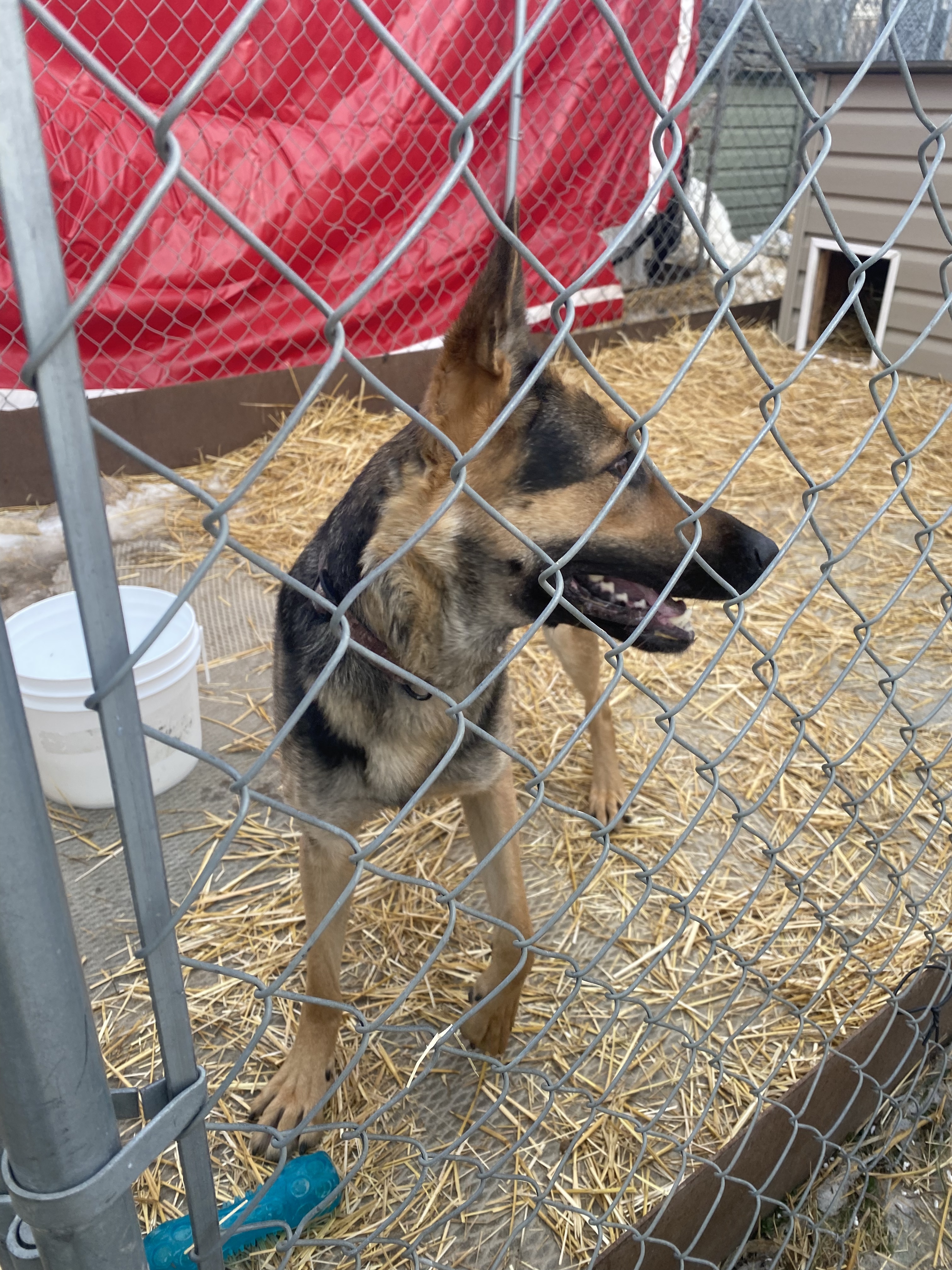 Karma, an adoptable German Shepherd Dog in Humboldt , SK, S0K 2A0 | Photo Image 6