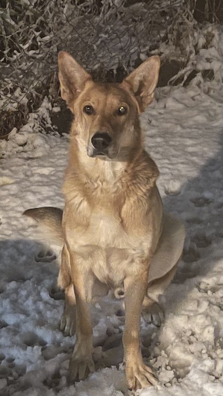 Max, an adoptable German Shepherd Dog in Hamilton, MT, 59840 | Photo Image 1