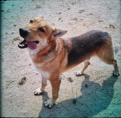 Max, an adoptable German Shepherd Dog in Hamilton, MT, 59840 | Photo Image 2