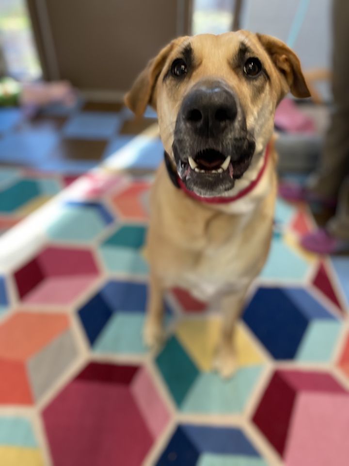 Taffy the Lab Mix - pending  4
