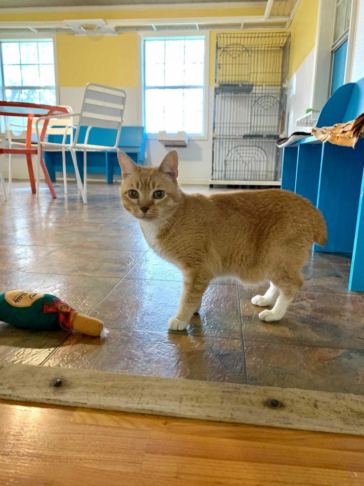 Butter, an adopted Domestic Short Hair in Carencro, LA_image-3