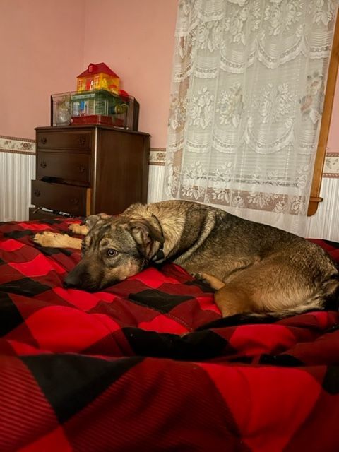 Bubba, an adoptable German Shepherd Dog in Chelsea, VT, 05038 | Photo Image 5