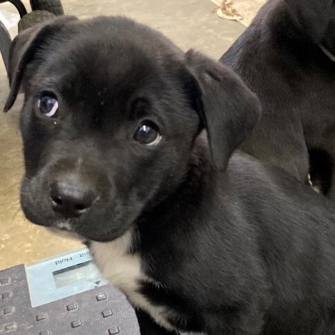 Dog For Adoption Lewey A Labrador Retriever Mix In Andover Ma Petfinder