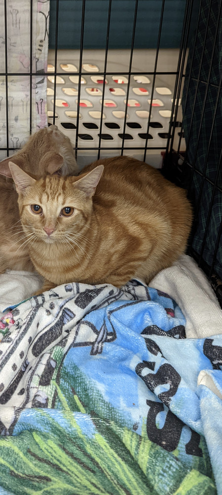 Maris, an adoptable Domestic Short Hair in Richardson, TX, 75085 | Photo Image 2