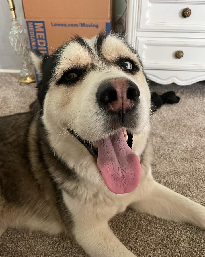 Frank, an adoptable Siberian Husky in Bakersfield, CA, 93306 | Photo Image 1