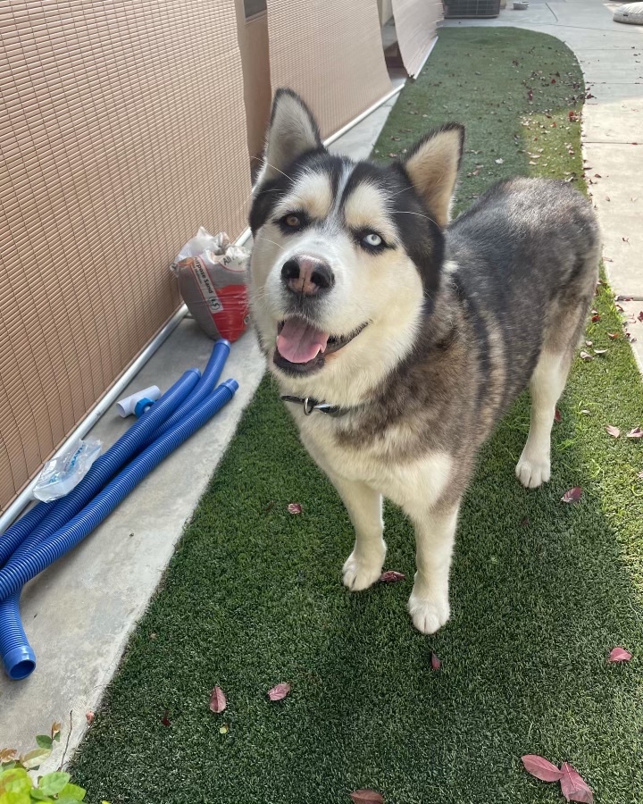 Frank, an adoptable Siberian Husky in Bakersfield, CA, 93306 | Photo Image 2