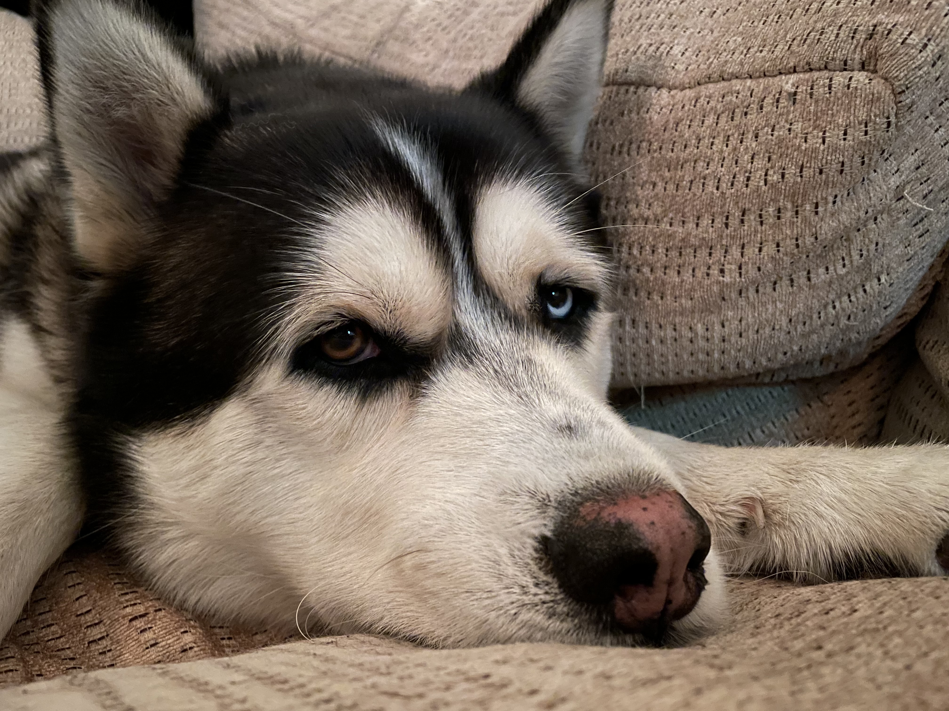 Frank, an adoptable Siberian Husky in Bakersfield, CA, 93306 | Photo Image 3