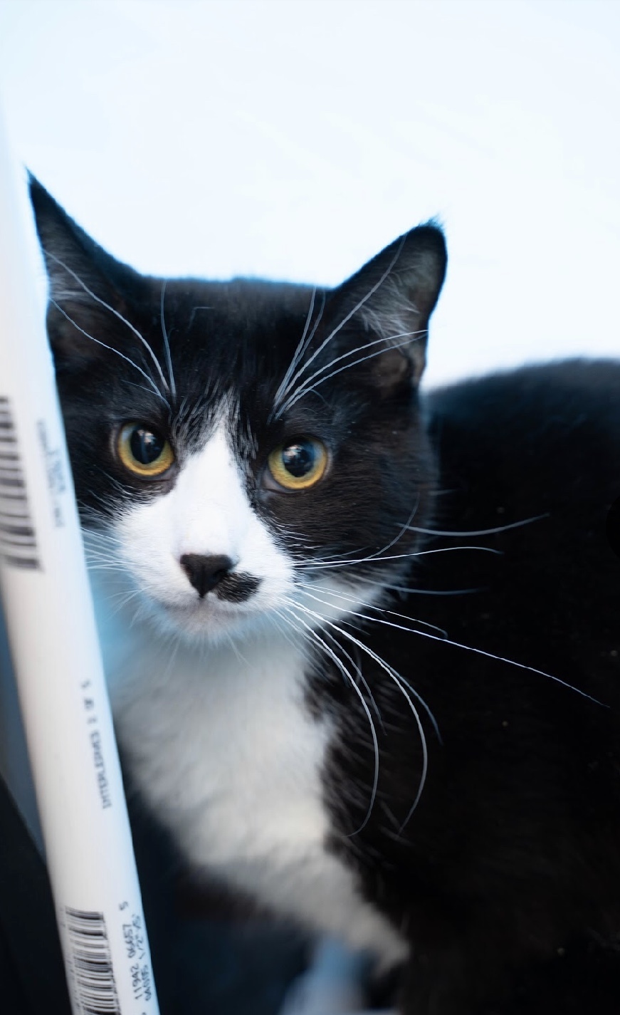 Groucho, an adoptable Domestic Short Hair in Fort Worth, TX, 76107 | Photo Image 1