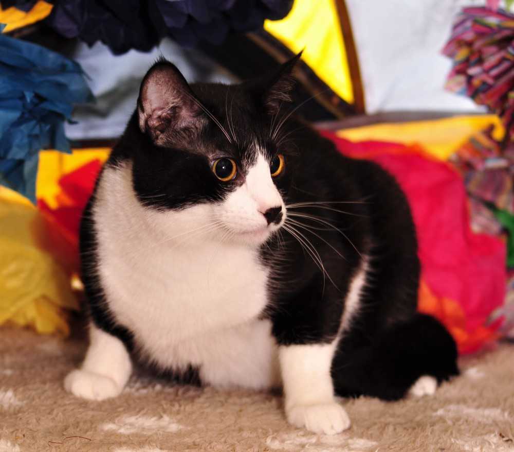 Groucho, an adoptable Domestic Short Hair in Fort Worth, TX, 76107 | Photo Image 2