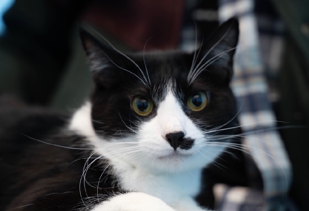 Groucho, an adoptable Domestic Short Hair in Fort Worth, TX, 76107 | Photo Image 3