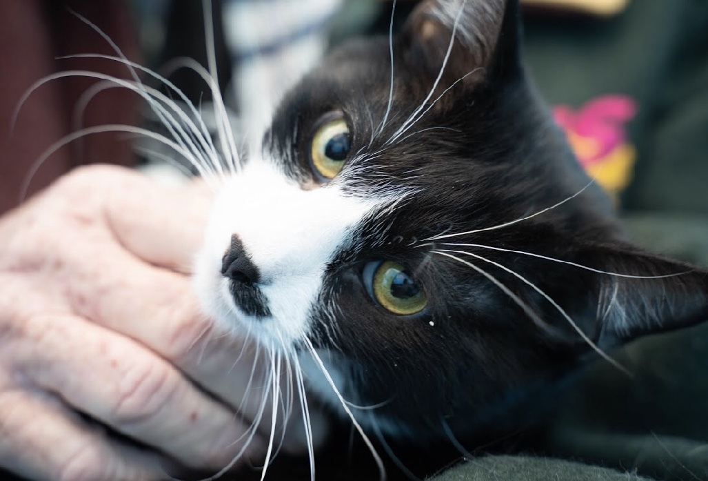 Groucho, an adoptable Domestic Short Hair in Fort Worth, TX, 76107 | Photo Image 4