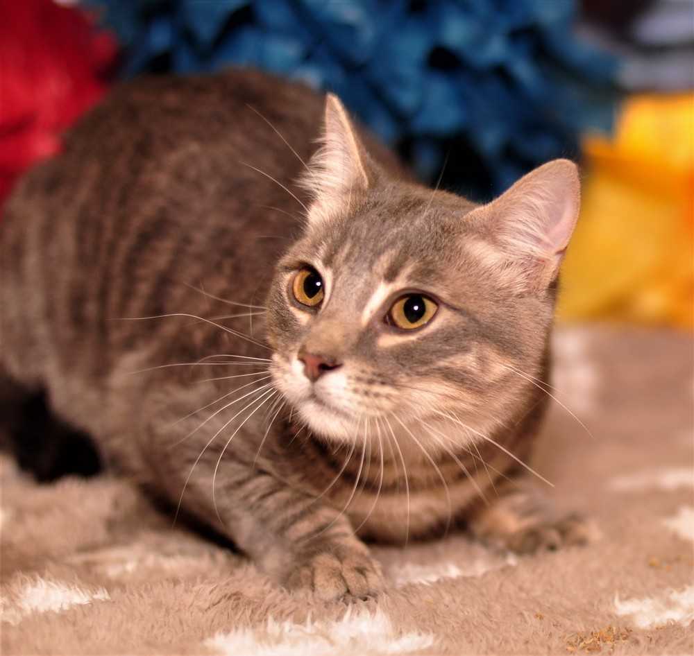 Greybar, an adoptable Domestic Short Hair in Fort Worth, TX, 76107 | Photo Image 1
