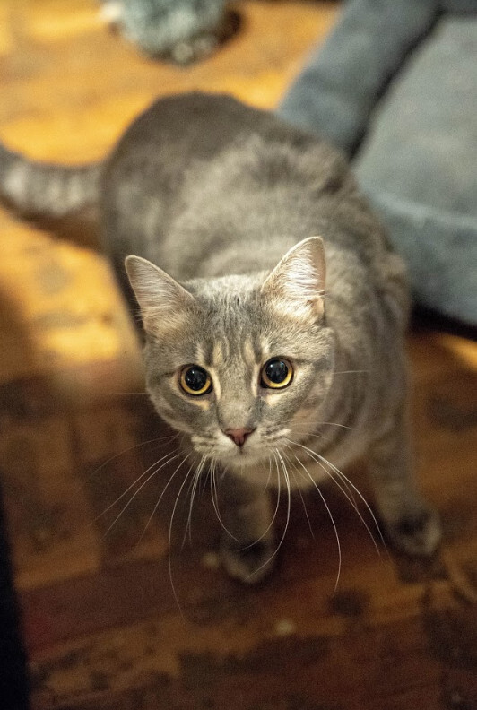 Greybar, an adoptable Domestic Short Hair in Fort Worth, TX, 76107 | Photo Image 2