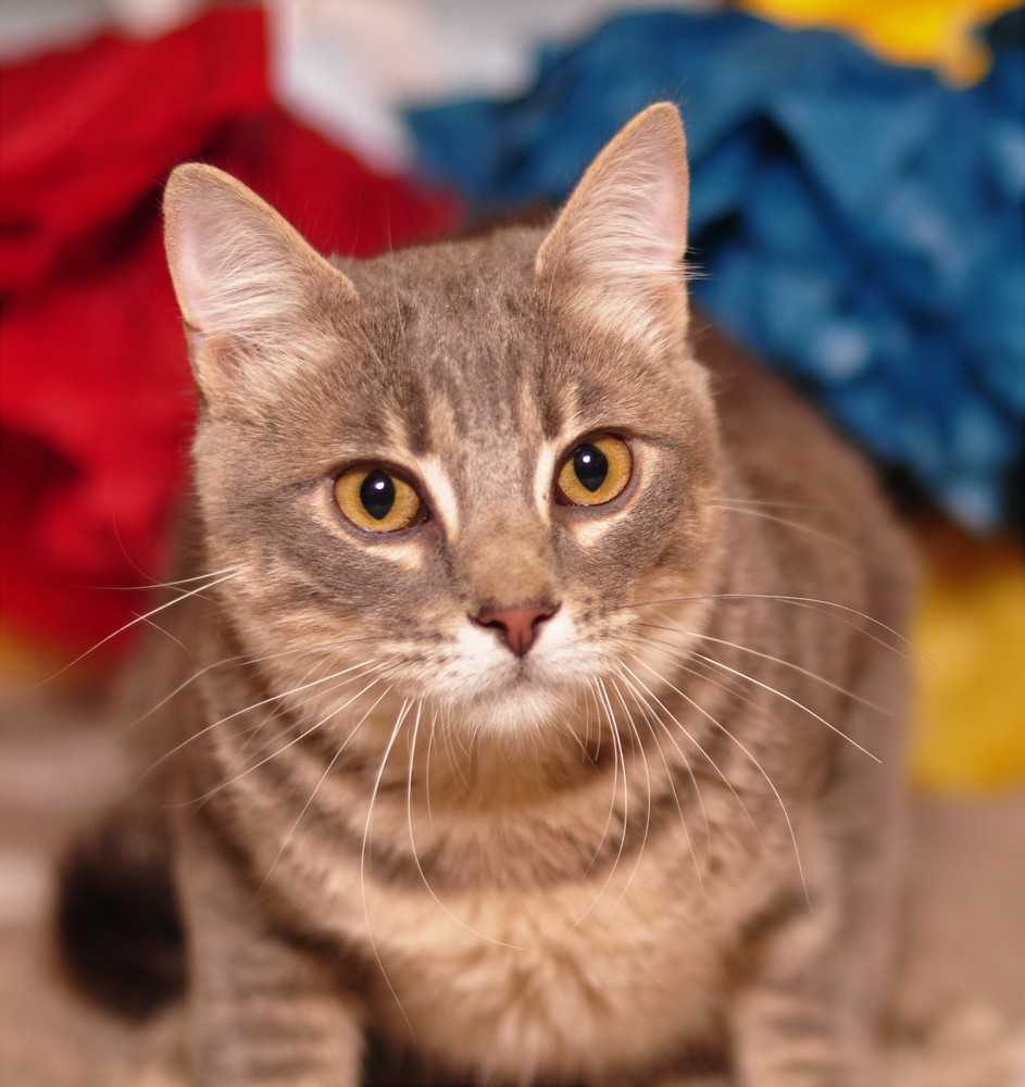 Greybar, an adoptable Domestic Short Hair in Fort Worth, TX, 76107 | Photo Image 3