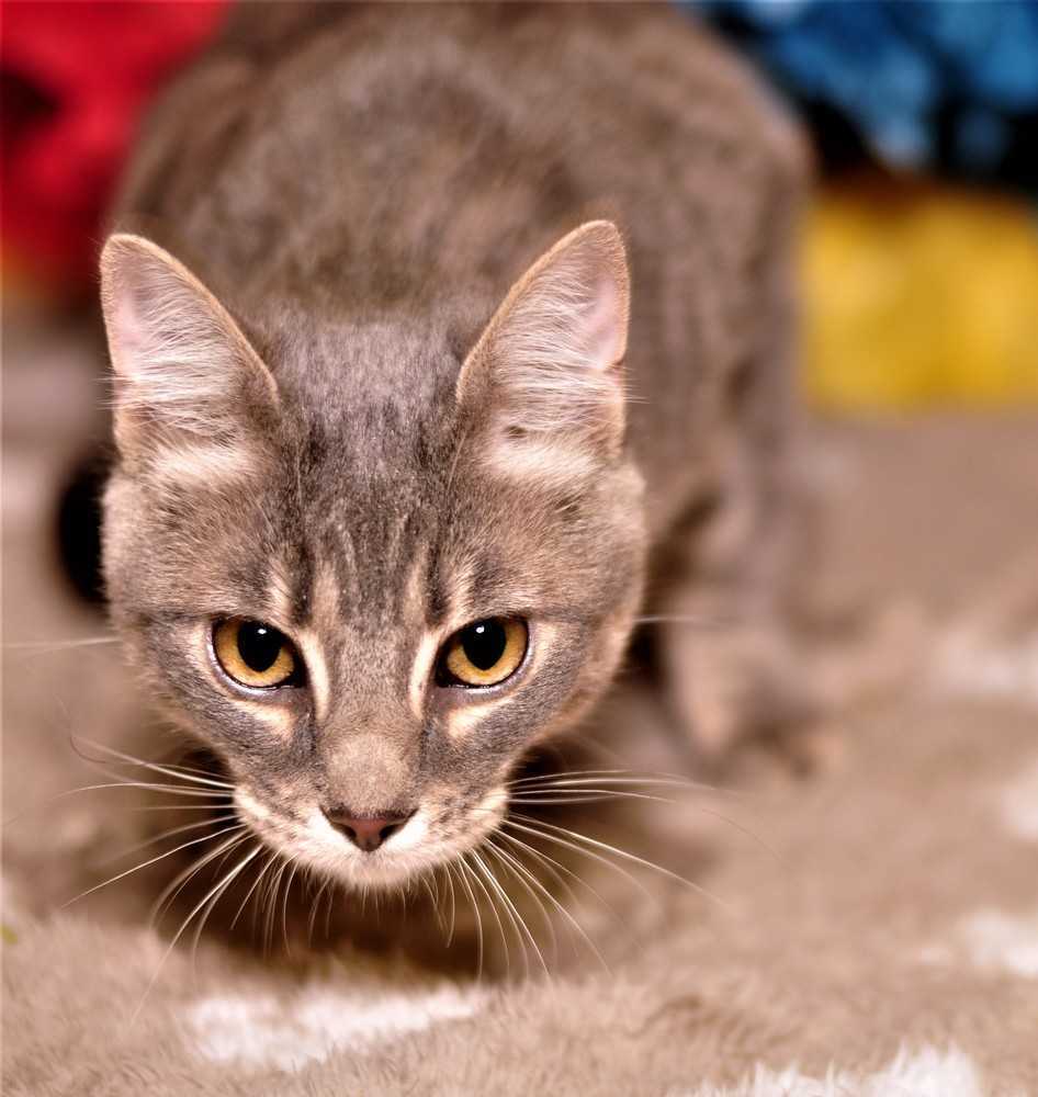 Greybar, an adoptable Domestic Short Hair in Fort Worth, TX, 76107 | Photo Image 4