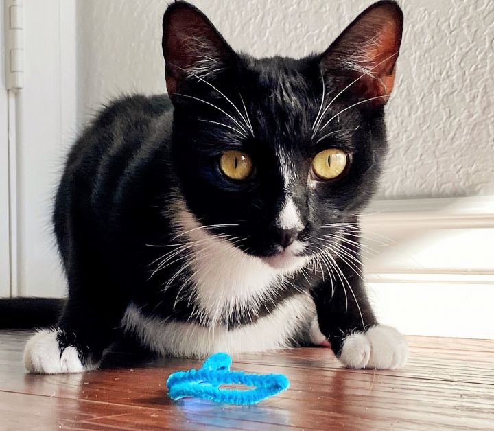 Eggroll, an adoptable Domestic Short Hair in Mission Viejo, CA_image-1