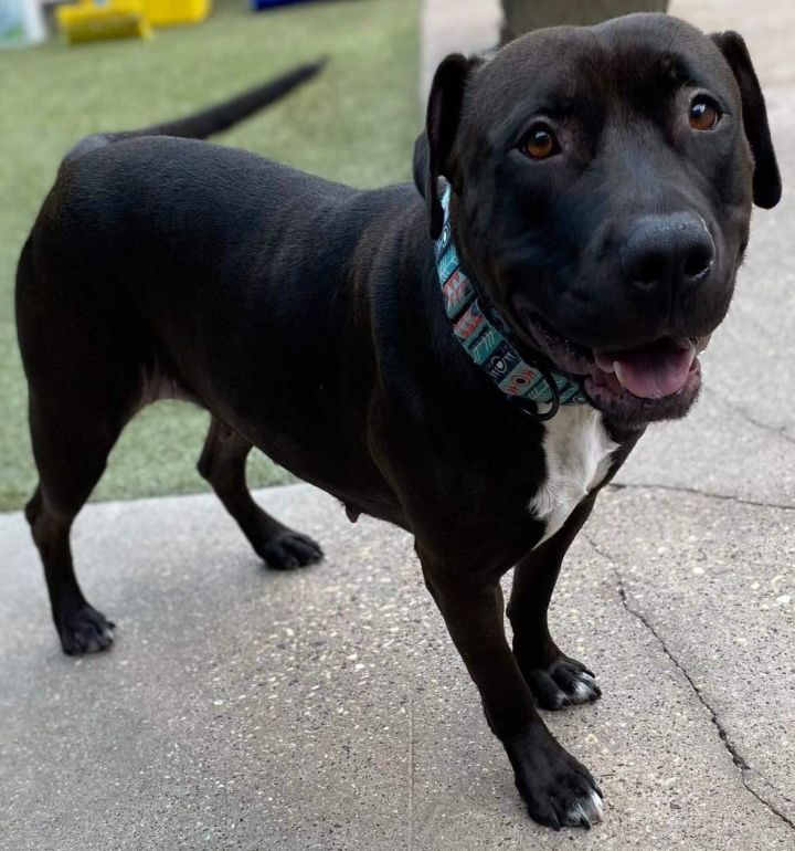 Black lab store staffordshire terrier mix