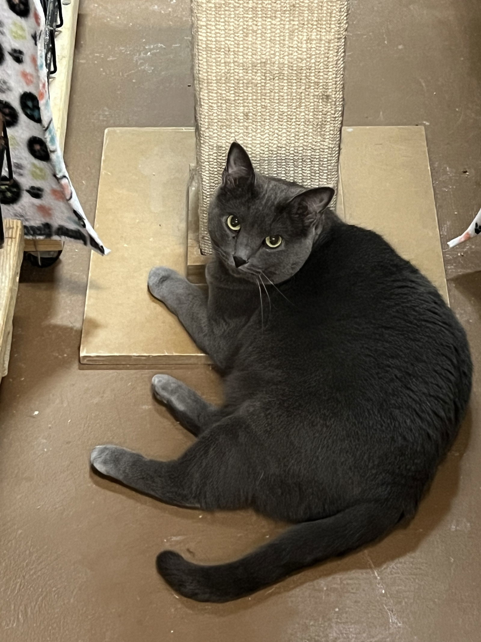 Regina, an adoptable Domestic Short Hair in Blasdell, NY, 14219 | Photo Image 1