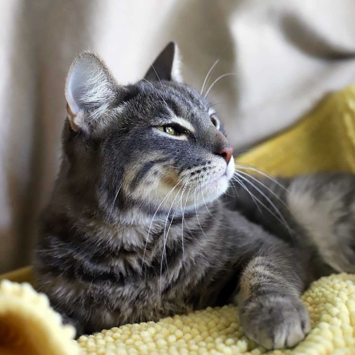 Wendy Bird, an adopted Tabby Mix in Los Angeles, CA_image-2