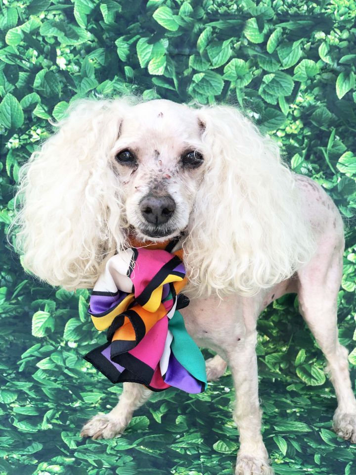 Tennyson, an adopted Poodle in Rancho Palos Verdes, CA_image-3