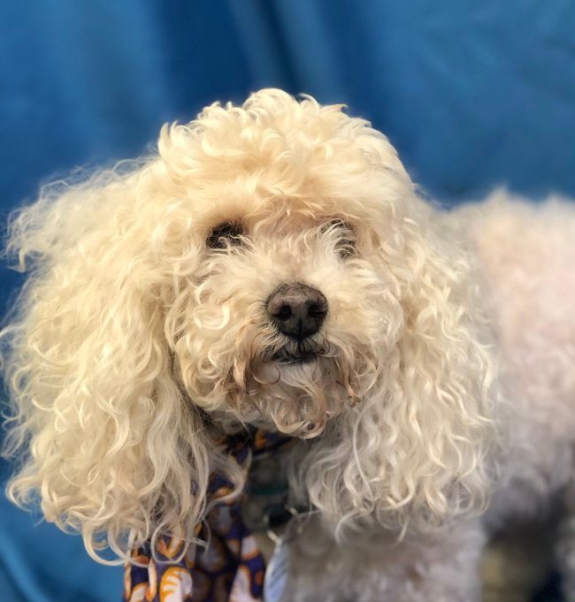 Tennyson, an adopted Poodle in Rancho Palos Verdes, CA_image-4