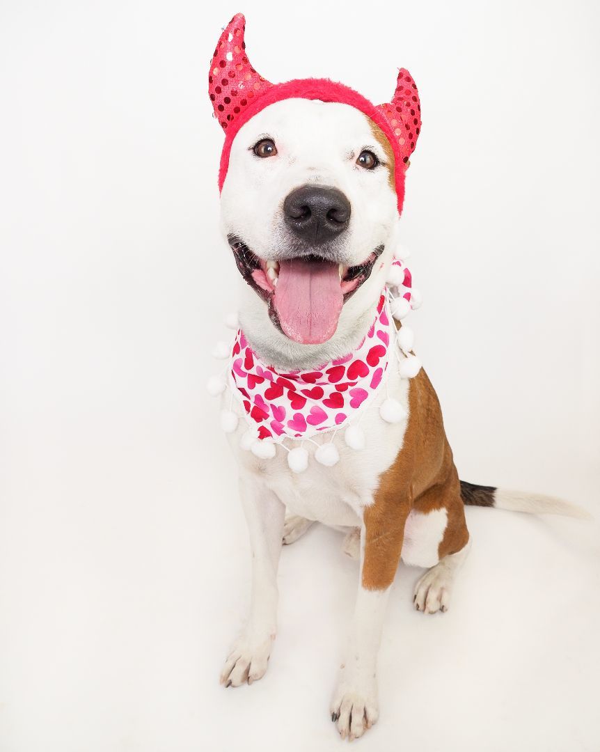 PETEY, an adoptable Boxer, Pit Bull Terrier in Phoenix, AZ, 85028 | Photo Image 2