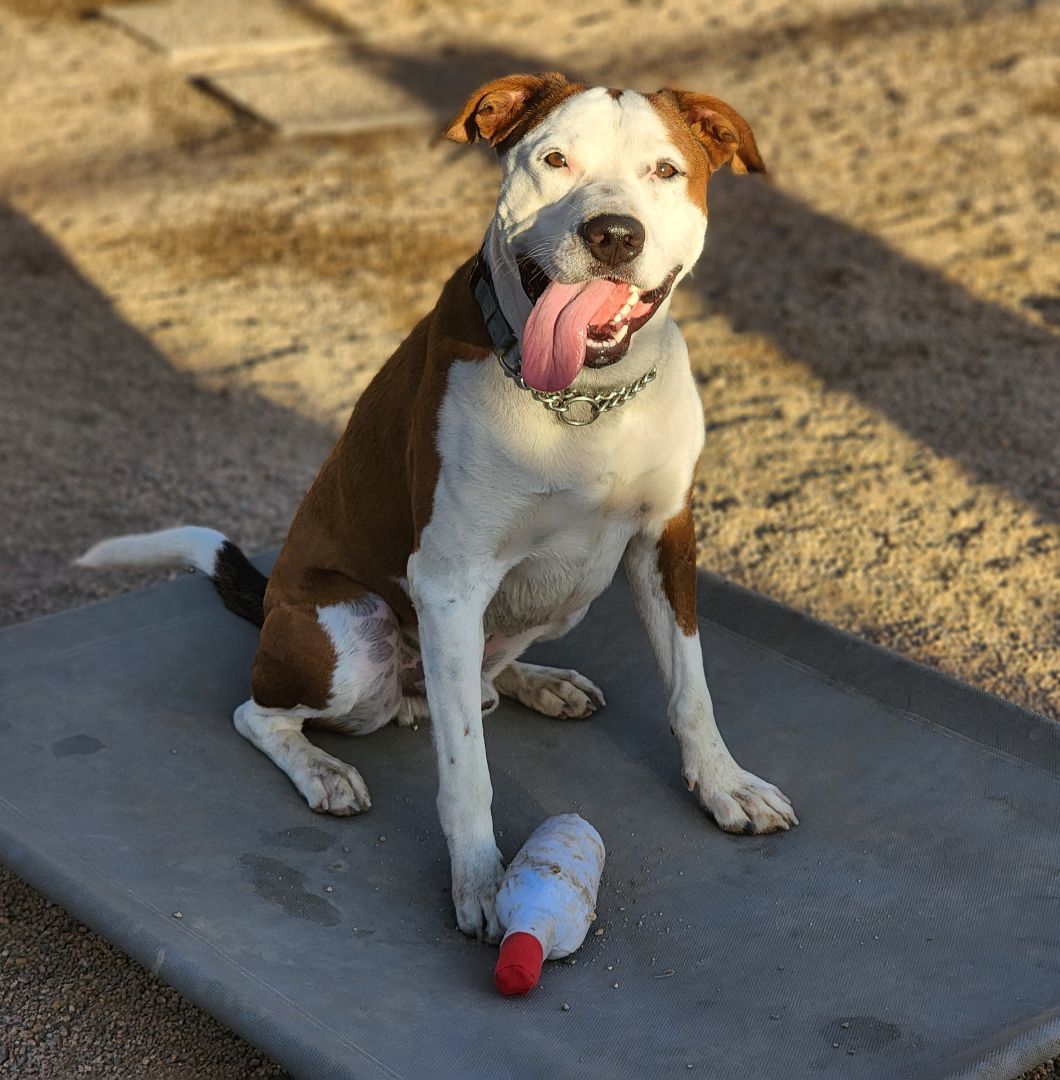 PETEY, an adoptable Boxer, Pit Bull Terrier in Phoenix, AZ, 85028 | Photo Image 1